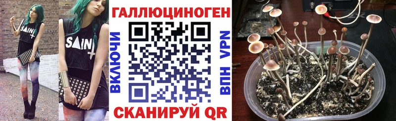 наркота  Мурманск  Псилоцибиновые грибы Cubensis 